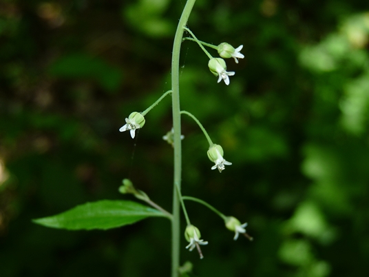 {Boechera canadensis}